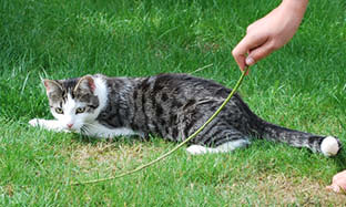 Lär känna din katt: 9 nakna fakta om kattens anatomi